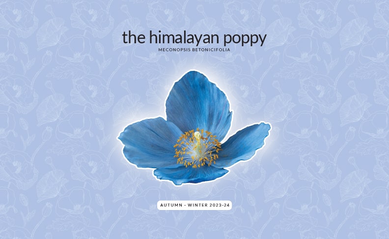 the himalayan poppy