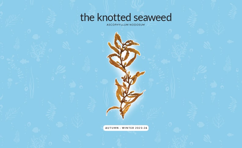 the knotted seaweed