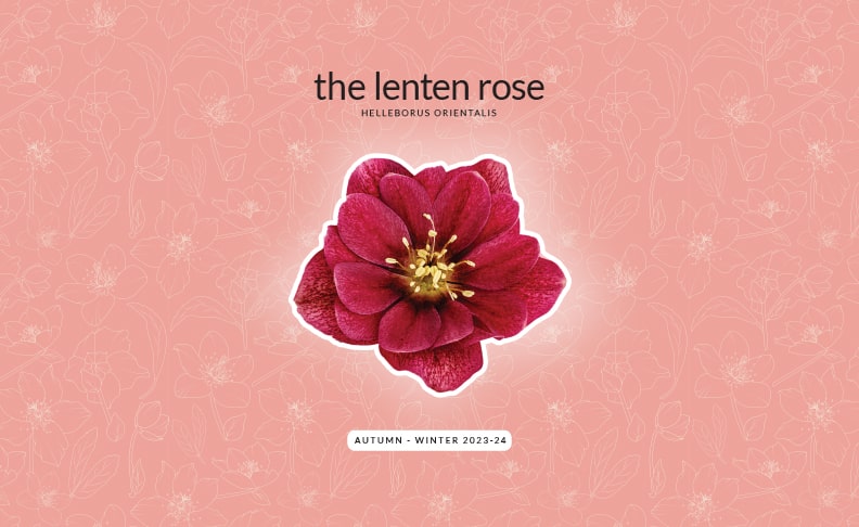 the lenten rose